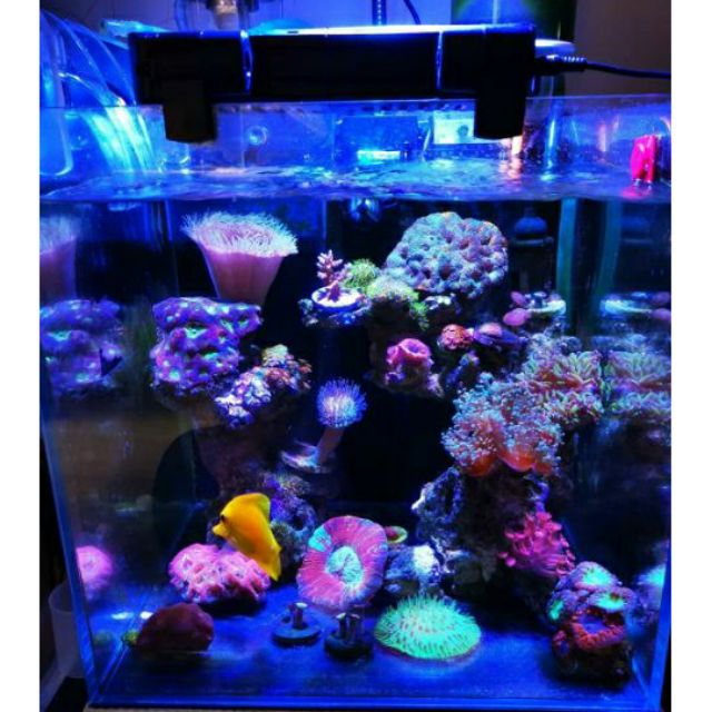 魚樂城水族精品 手機app日出日落控制 旗艦級led海水海洋軟體燈具 日出日落控制 美國cree顆粒 90度 蝦皮購物