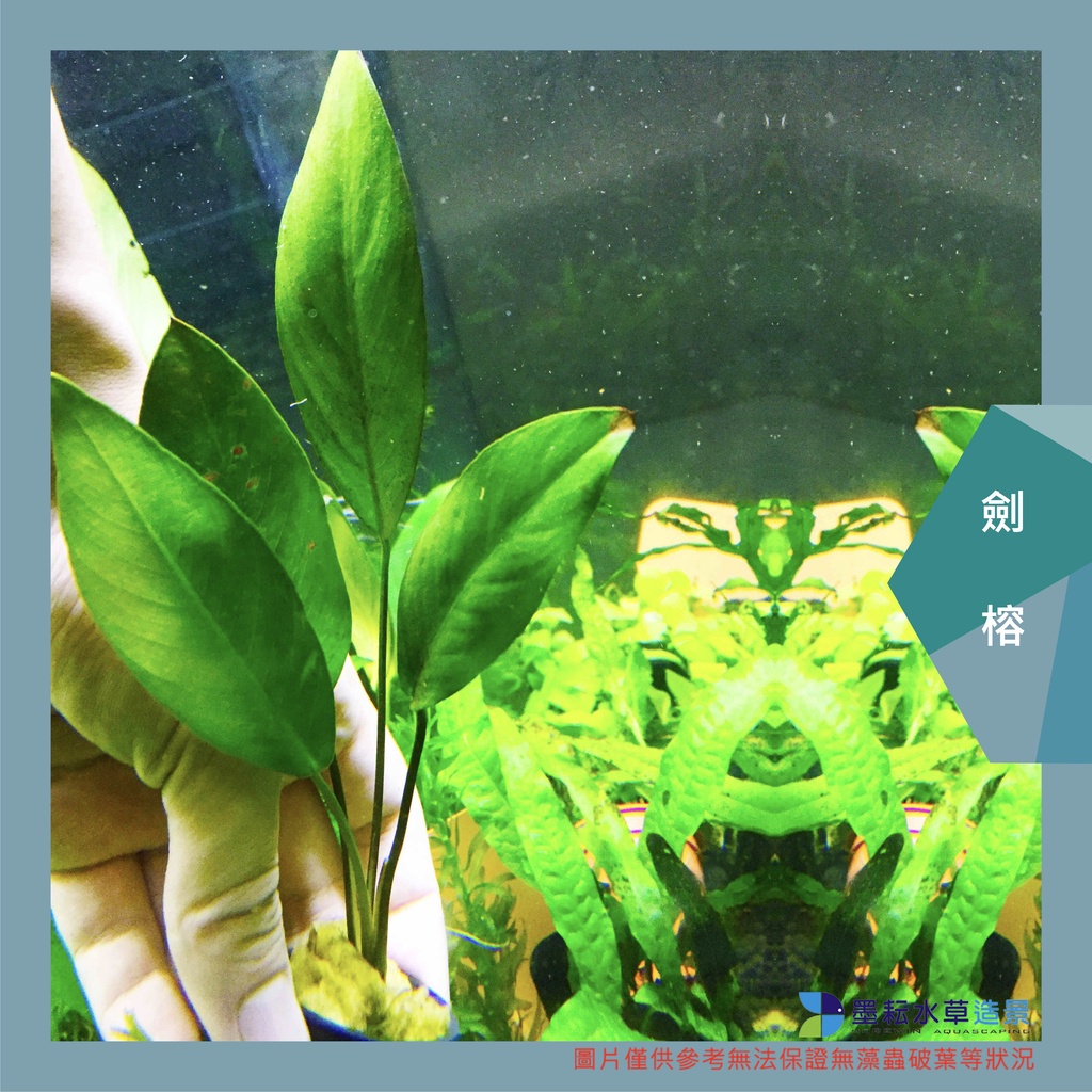 墨耘水草 劍榕 水中葉 1盆 199元後景耐熱不需co2 陰性草一般級 蝦皮購物