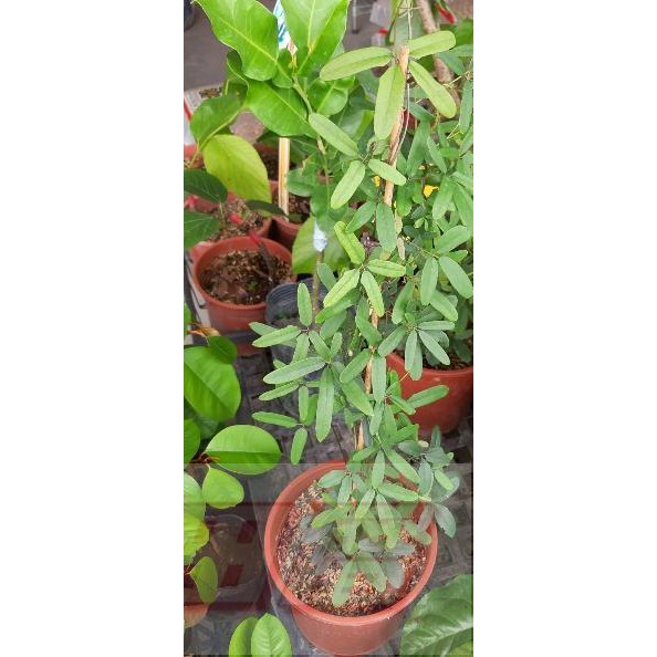 花田厝 木質藤本 木通果 6吋盆高40cm 蝦皮購物
