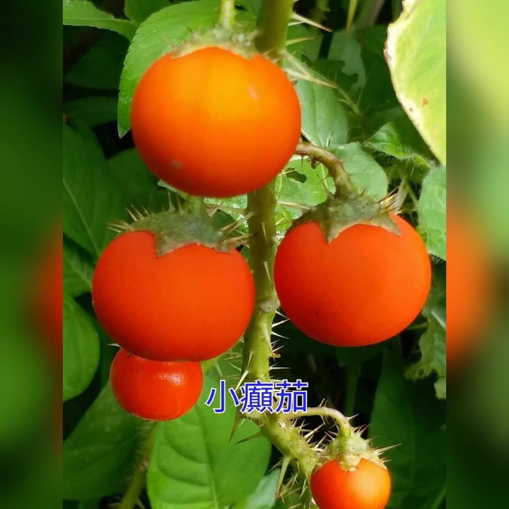 四季春園藝 小癲茄盆栽盆苗紅柑茄紅刺茄 蝦皮購物