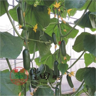 【萌田種子~中包裝】K76 綠精靈水果小黃瓜種子5公克(約190粒) , 高雌型 , 產量高 , 風味佳 ~