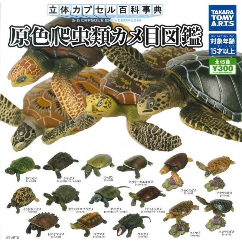 《征服烏龜界！！》TAKARA TOMY 多美 烏龜 立體百科事典 巴西龜 鱷龜 海龜 扭蛋 轉蛋 盒玩