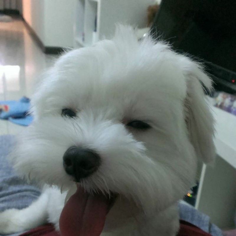 網球王子諏訪部順一津田健次郎親筆簽名板 蝦皮購物