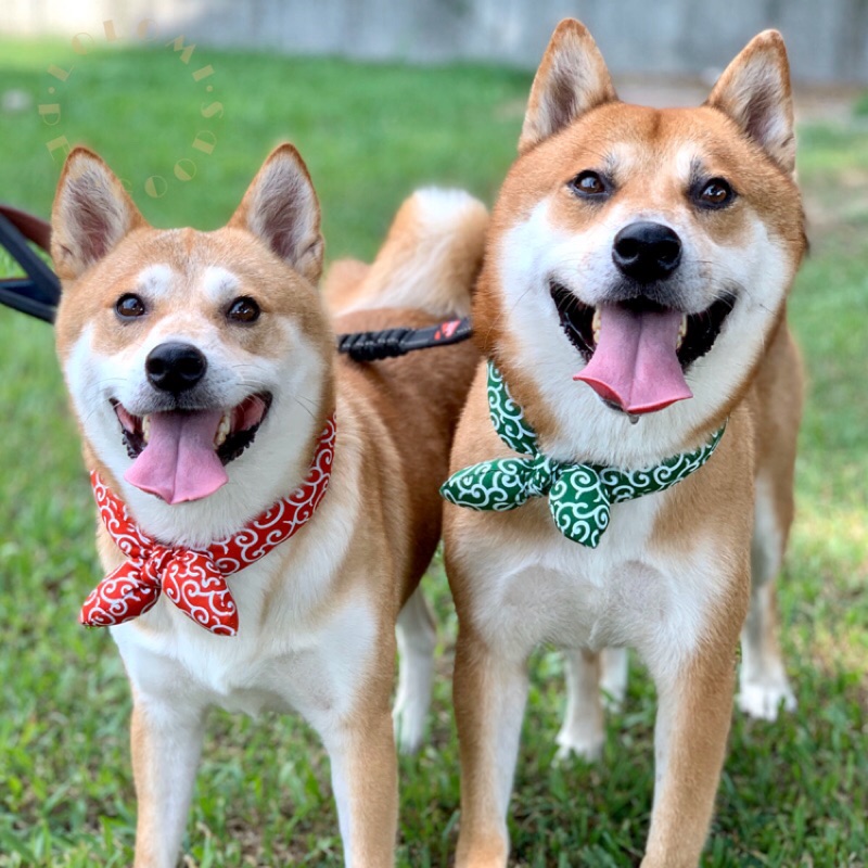 現貨 日本面料唐草紋檸檬巾寵物圍脖狗項圈柴犬必備寵物領巾柴犬項圈寵物配飾 蝦皮購物