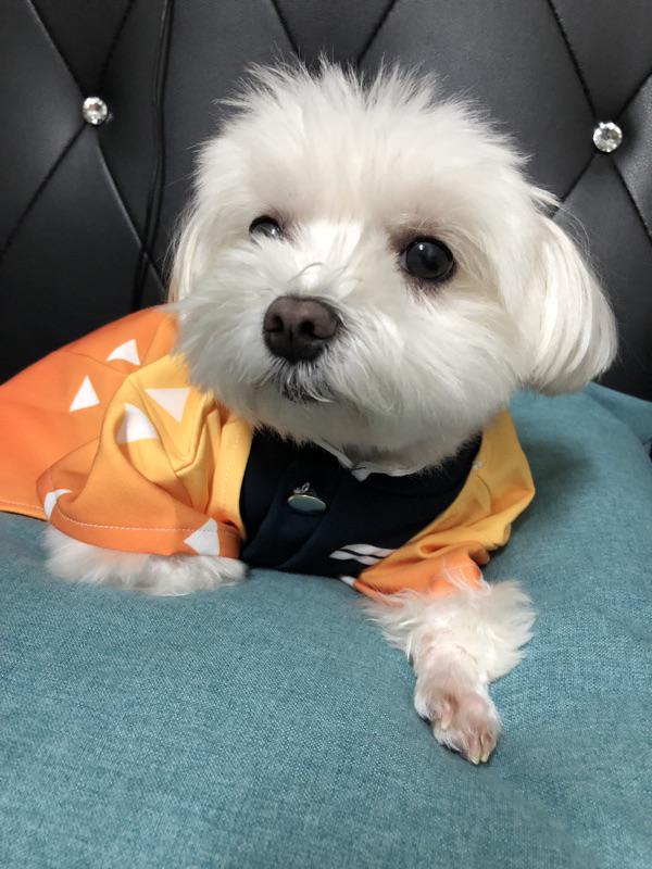 Rm 預購 現貨鬼滅之刃貓咪狗狗寵物外出服裝炭治郎禰豆子我妻善逸義勇蝴蝶忍角色扮演cosplay 蝦皮購物