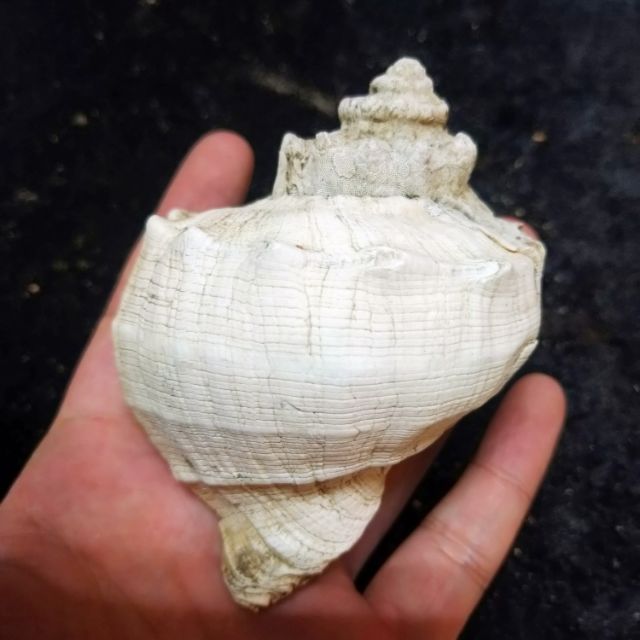 石化大法螺貝殼透光喔 蝦皮購物