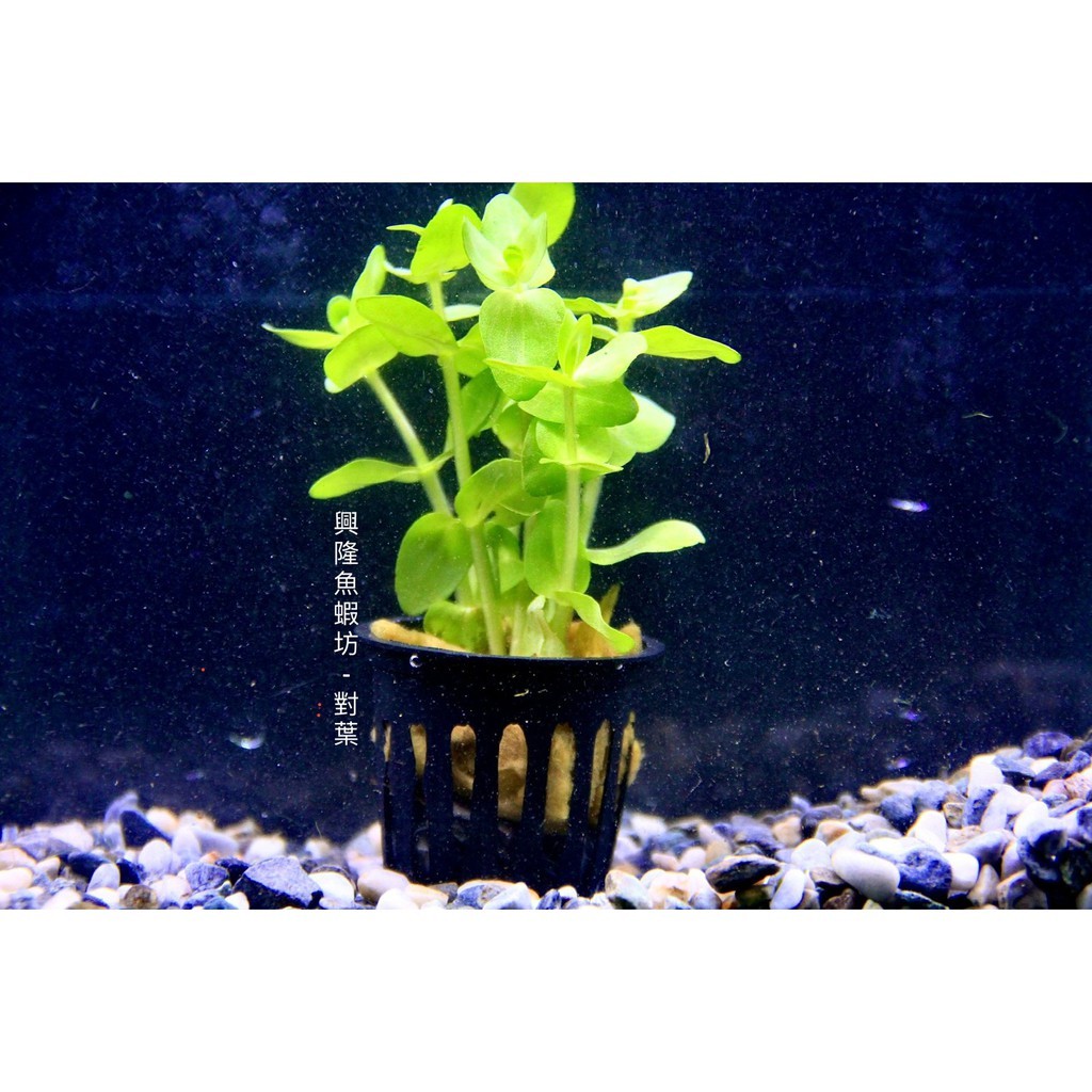 興隆魚蝦坊 對葉水草陰性水草水草造景魚缸擺設無需co2 蝦皮購物