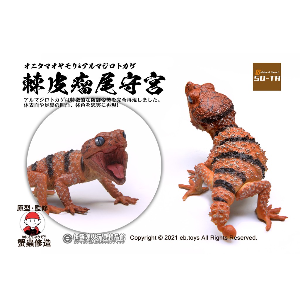 限 定 販 売 アルマジロトカゲ 2体 その他