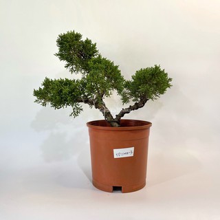 田中園藝tanakabonsai 松柏盆栽 塑形紀州真柏 鐵柏 5吋 蝦皮購物