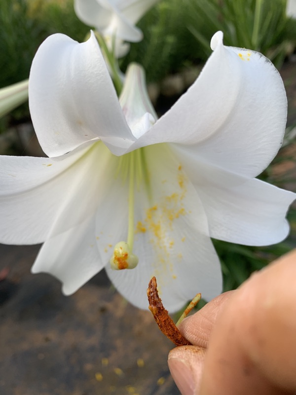 臺灣百合種子種子600粒1份風選機風選優質種籽 蝦皮購物