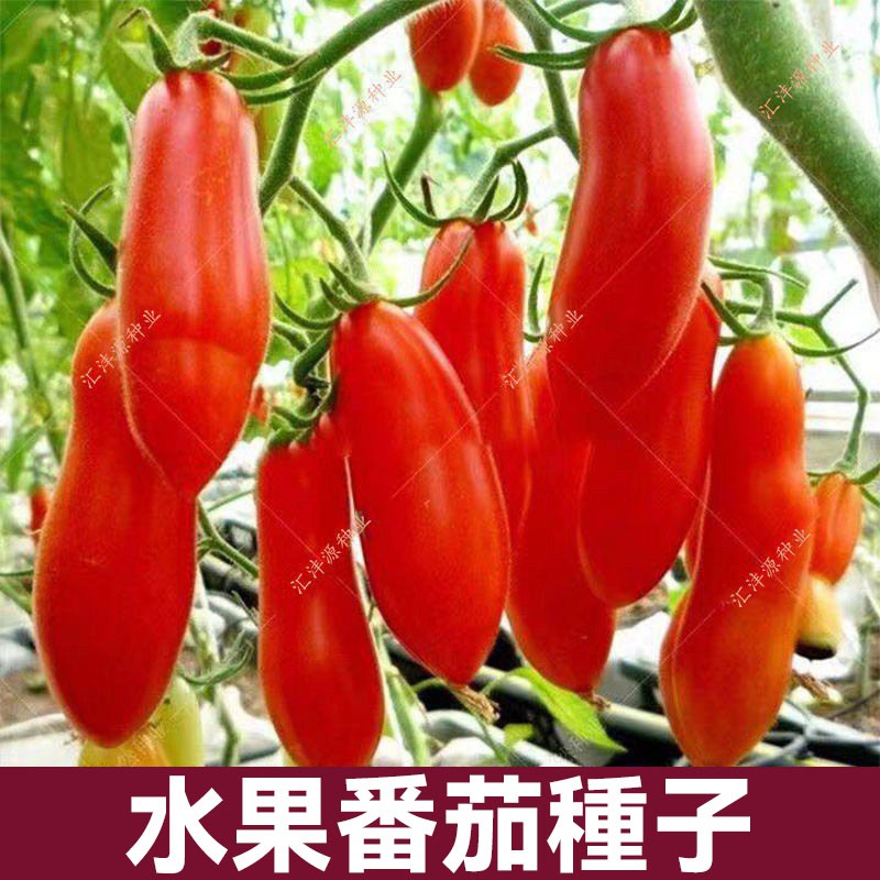 四季奶油番茄種子 水果番茄種子 聖女果 番茄種子 陽台盆栽番茄種子 蔬菜種子