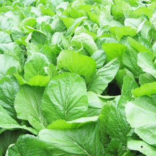 大葉春菜種子 白骨春菜種子 竹芥菜種子 老品種春芥菜種籽 白骨大葉春菜種子 潮州耐熱春菜 白骨 大田用種 蔬菜種子