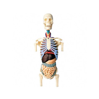賽先生科學工廠｜4D透明軀幹解剖模型