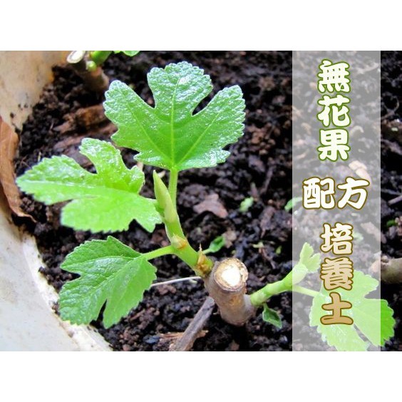 無花果配方栽培土 Ptt Dcard討論與高評價網拍商品 21年10月 飛比價格
