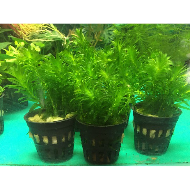 高仿錶水草 真水草 陰性草 真水草 水族造景 裝飾 造景裝飾 盆草 金魚草 金魚藻 小榕 莫斯 莫絲 中柳 小海棠 小海環 I Position 優惠推薦