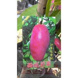 【花田裡】水果苗 西施芒果 4.5吋盆 稀有品種(無法超取)