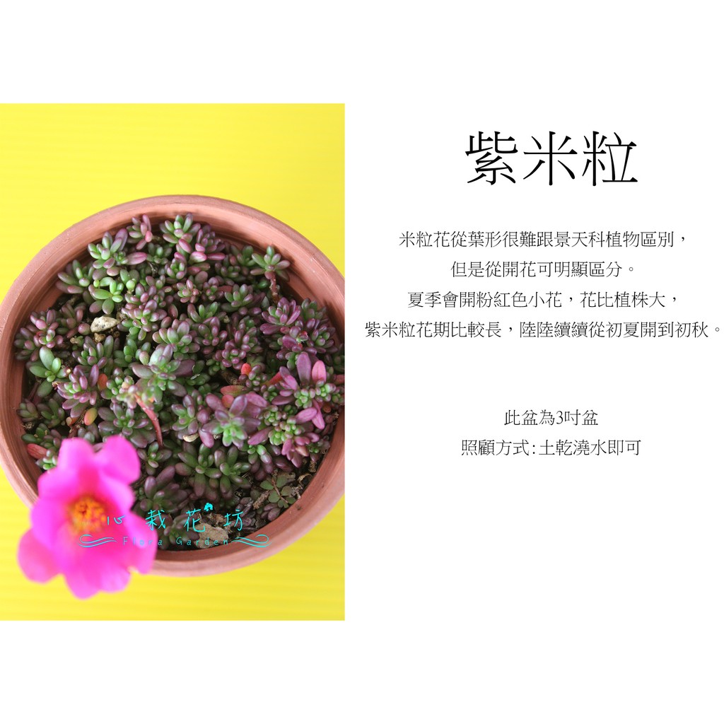心栽花坊 紫米粒 紫米 3吋 多肉植物 小品 售價50特價40 蝦皮購物