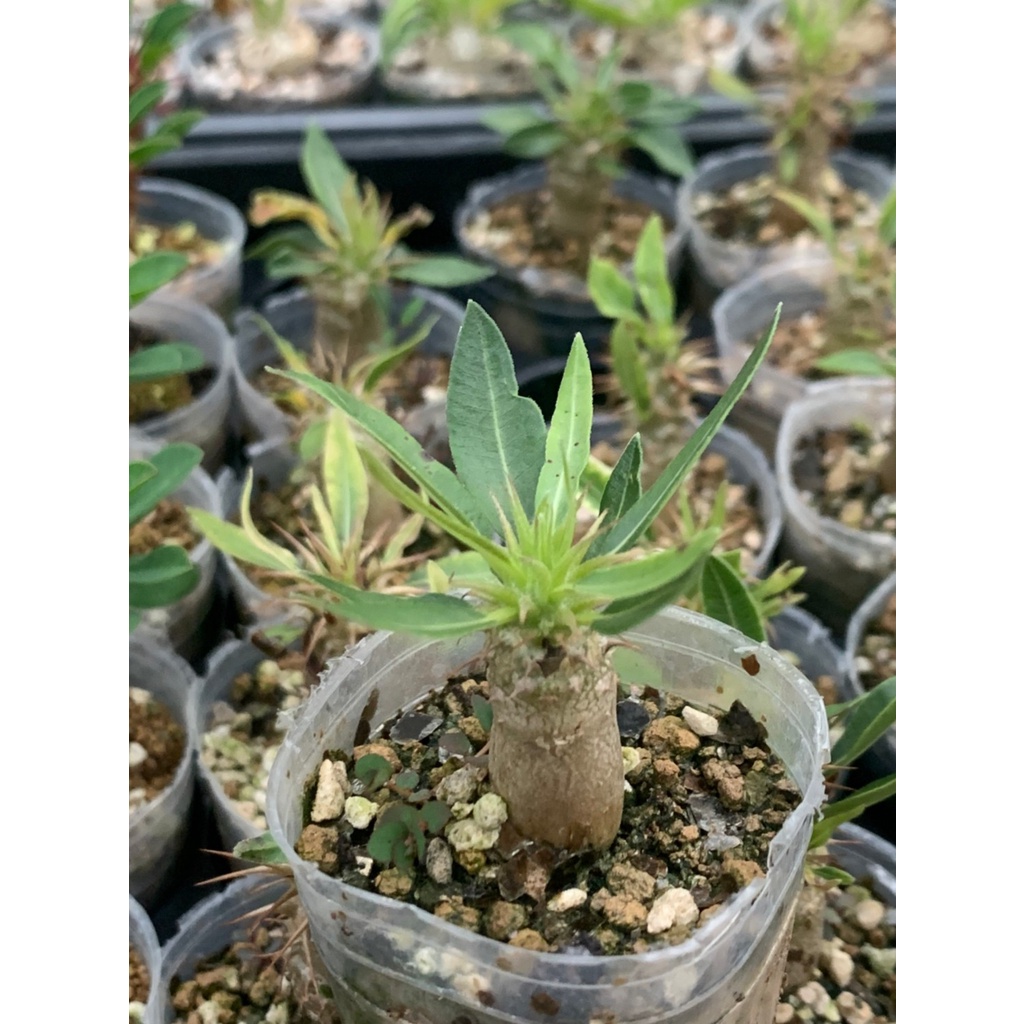 麗加 多肉植物 魔界玉 稀有品 塊根植物 售完為止 塊根多肉 脫盆寄 寄送不保證有葉片與葉片完整度 蝦皮購物