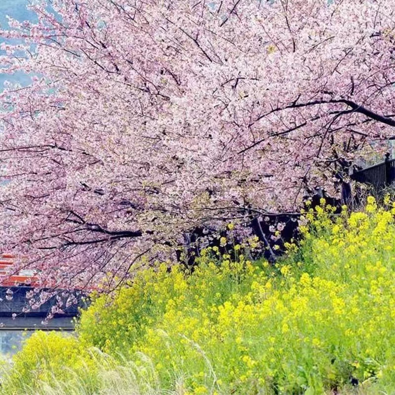 超多款 櫻花種子 櫻花種籽 普象賢 河津 錦鯉  關山  超低價 發芽率高達95% 限時特價