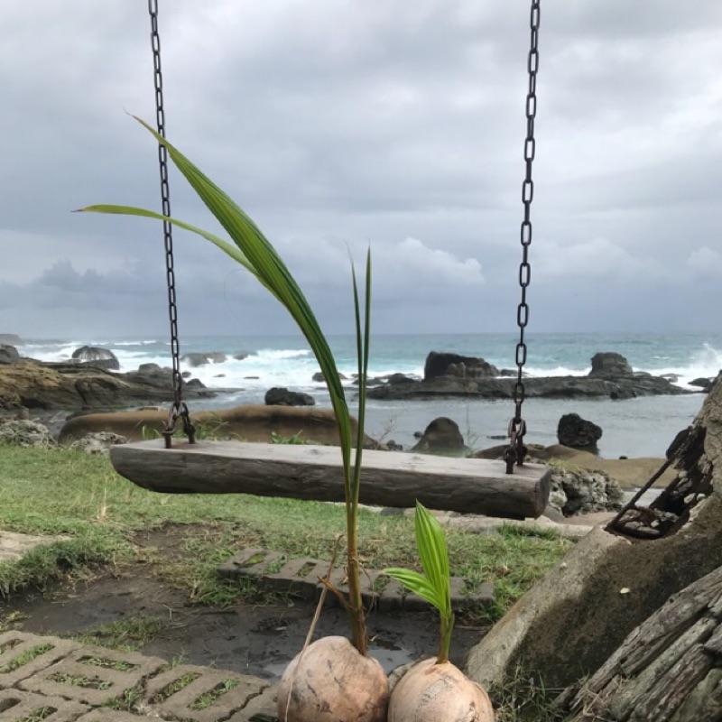 現貨-蘭嶼獨木舟、椰子苗（裸根寄送）花東療癒、忘憂商品系列
