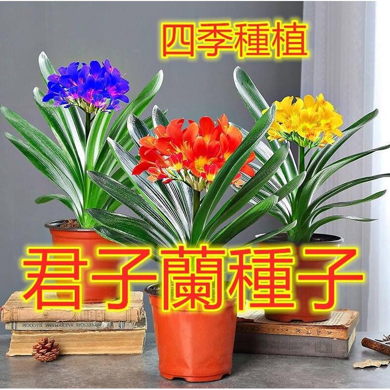 君子蘭種子好種易活四季開花 蝦皮購物