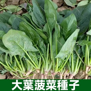 菠菜種子 大葉菠菜子 小葉菠菜種子 高產小葉耐熱耐寒菠菜種籽 四季蔬菜籽 蔬菜種子