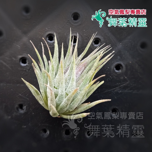 ★舞葉精靈★榛果小精靈★Tillandsia ionantha Hazelnut★☆植株☆空鳳☆空氣鳳梨☆