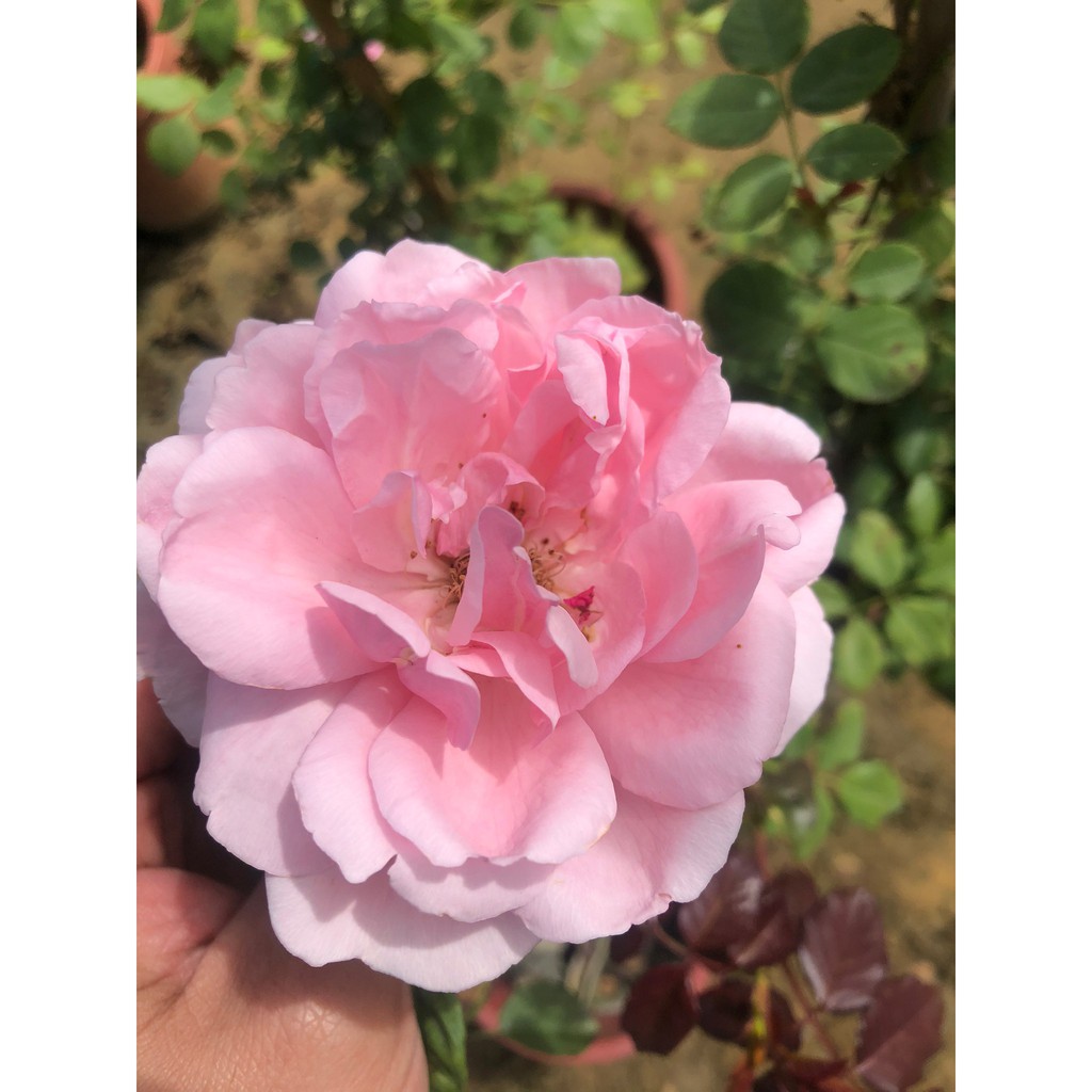 花田厝 玫瑰苗 羽衣 粉紅色7吋盆高 30公分 蝦皮購物