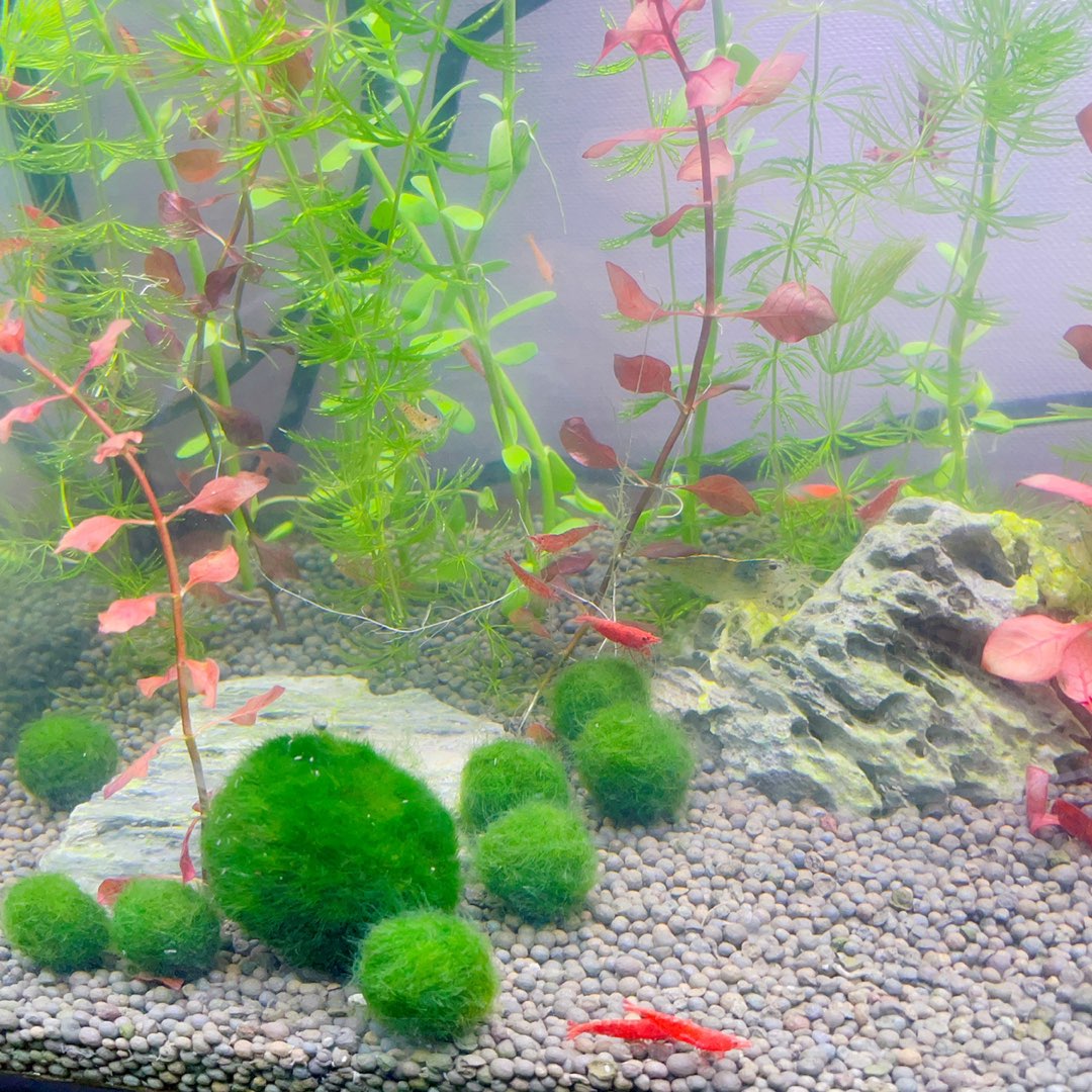 水草爆缸 金魚藻 蝦皮購物