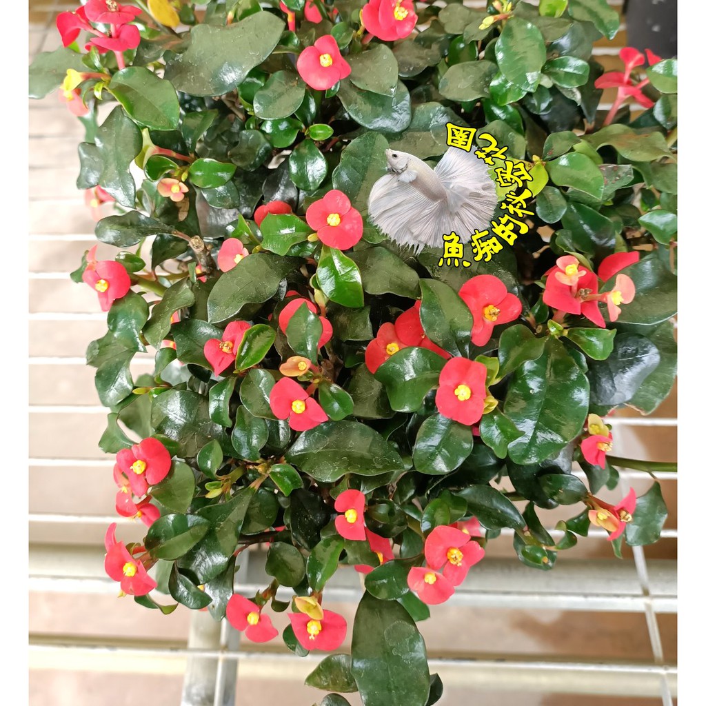 5吋盆 小花無刺麒麟花盆栽新品種麒麟花 多年生 種越久越大棵 幾乎全年開花 半日照佳 要買幾盆先詢問有沒有貨 蝦皮購物