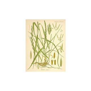 純精油 檸檬香茅精油 Lemongrass Cochin Essential Oil 純精油 植物草本純精油-