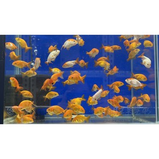 冠昱水族 精品蘭壽6 7公分 模型 蝦皮購物