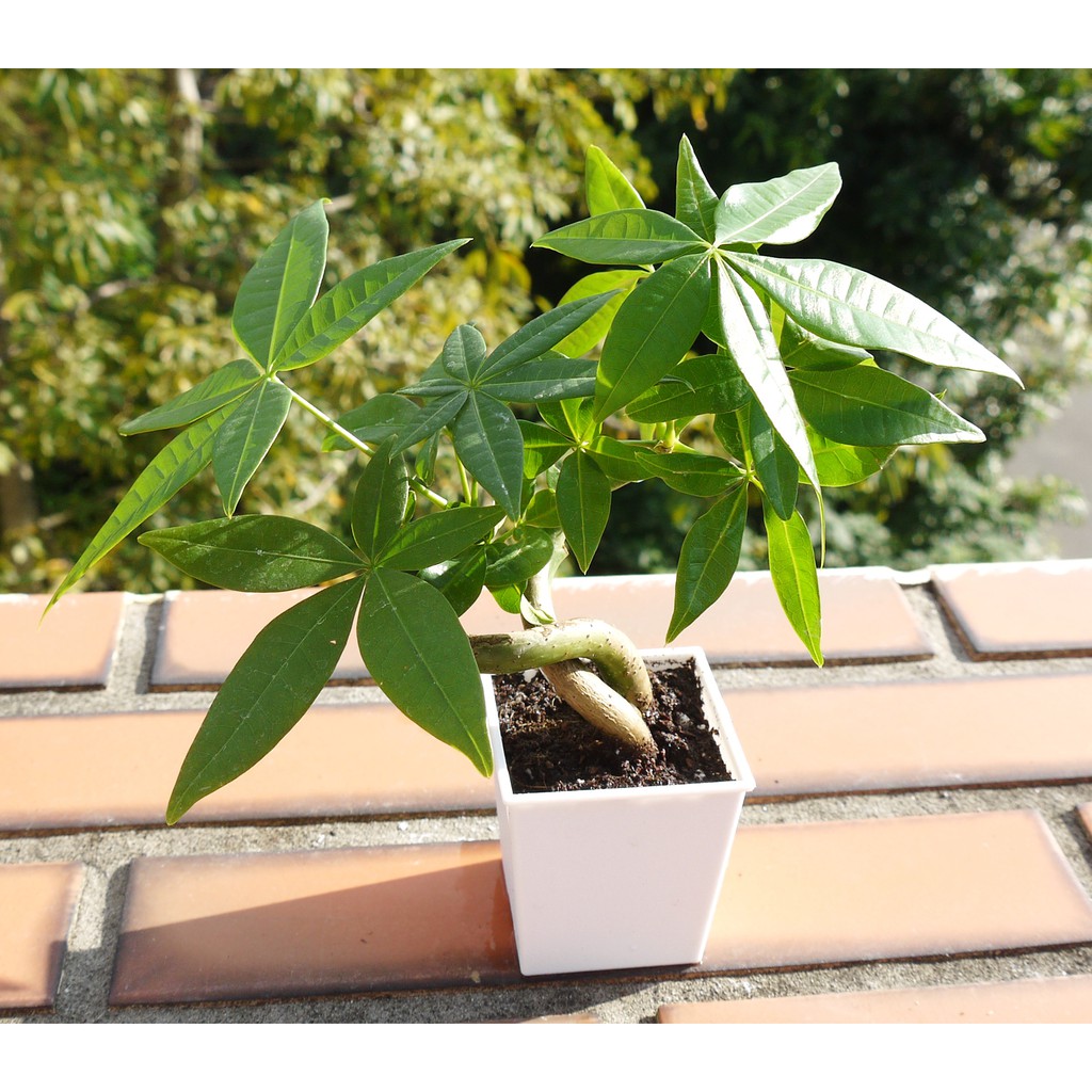 馬拉巴栗發財樹2寸 室內清淨空氣盆栽 室內植物觀葉植物 目前比較小顆 花樣渼栽盆栽生活館 蝦皮購物