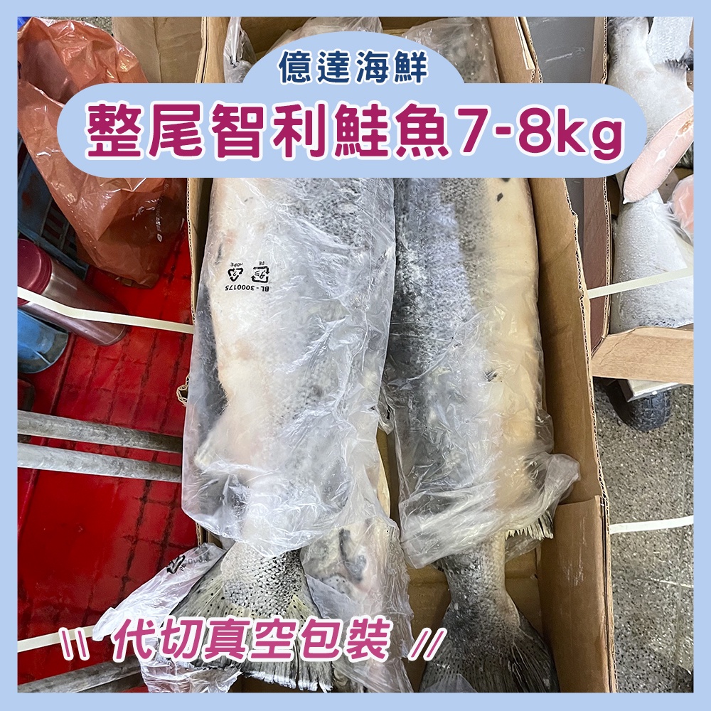 【億達海鮮】超大整尾智利鮭魚8-9kg  免運 一般袋裝 可超商取貨