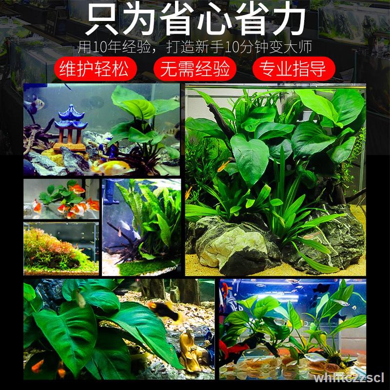 水草缸造景套餐生態草缸草坪水草水族箱裝飾小型新手成品魚缸造景 蝦皮購物