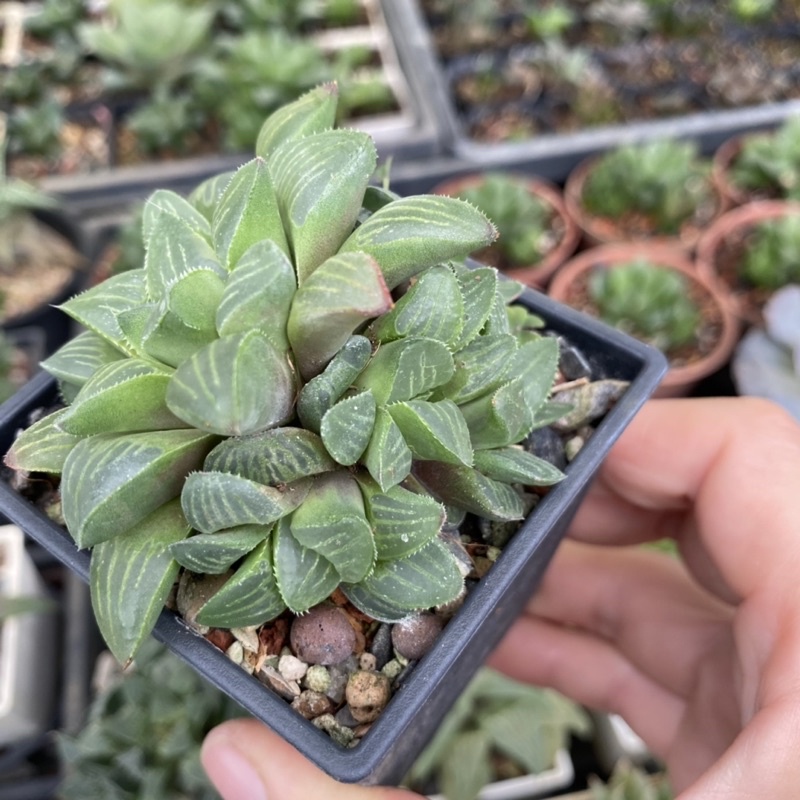 紅瓦仙肉屋春庭樂 多肉植物 百合 一物一拍編號 蝦皮購物
