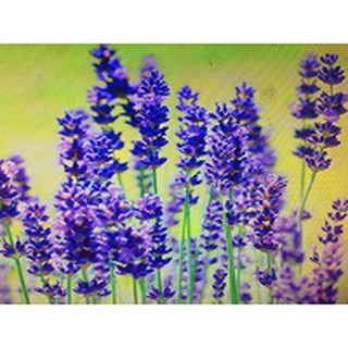 【NEW DIRECTIONS】極藍(超藍)薰衣草精油Lavandin Extra Blue Essential Oil