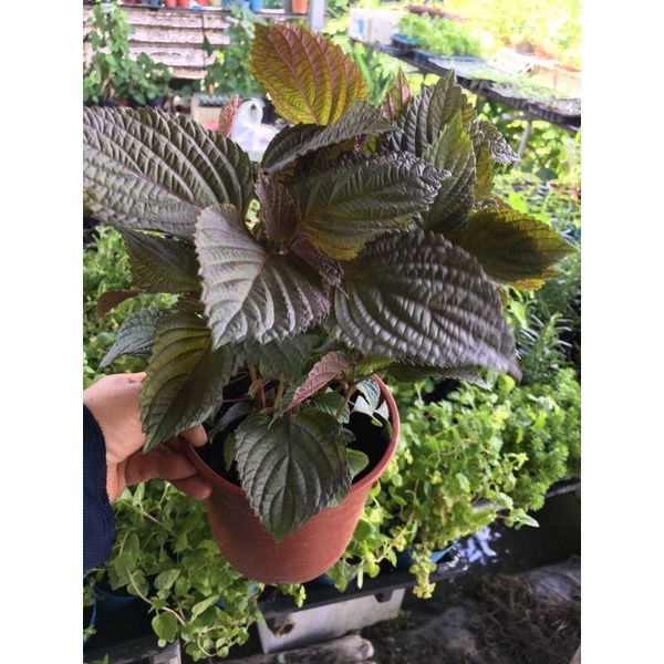 紅紫蘇葉盆栽 香草植物 香料植物 防蚊防蟲植物 紫蘇梅專用 入菜 生吃 泡茶 5吋盆多株 蝦皮購物