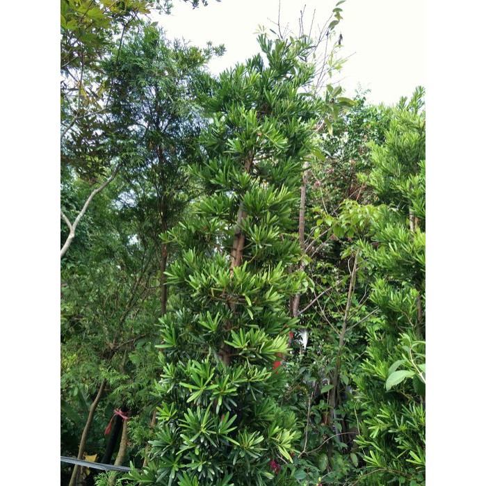 元茂園藝龍潭聖亭路園區 羅漢松 自然型 約四年樹齡盆栽，實品拍攝