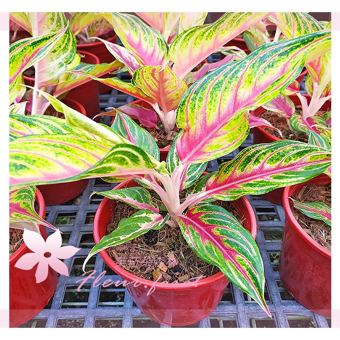 芙菈朵森林 火狐狸粗肋草 粗肋草 觀葉植物 室內植物 綠化植物