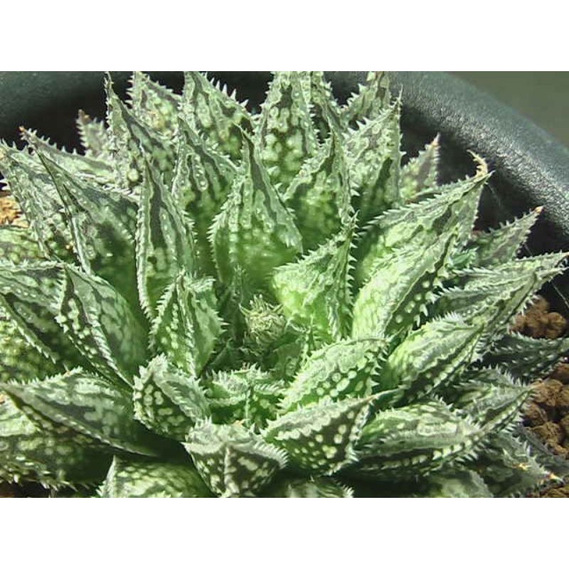 紅葉錦百合科十二之卷多肉植物尖葉 蝦皮購物