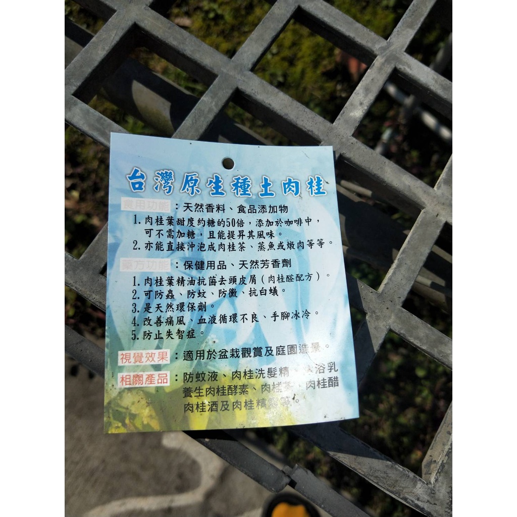 ☈綠玫☈水果苗☈台灣原生種土肉桂☈4吋盆☈