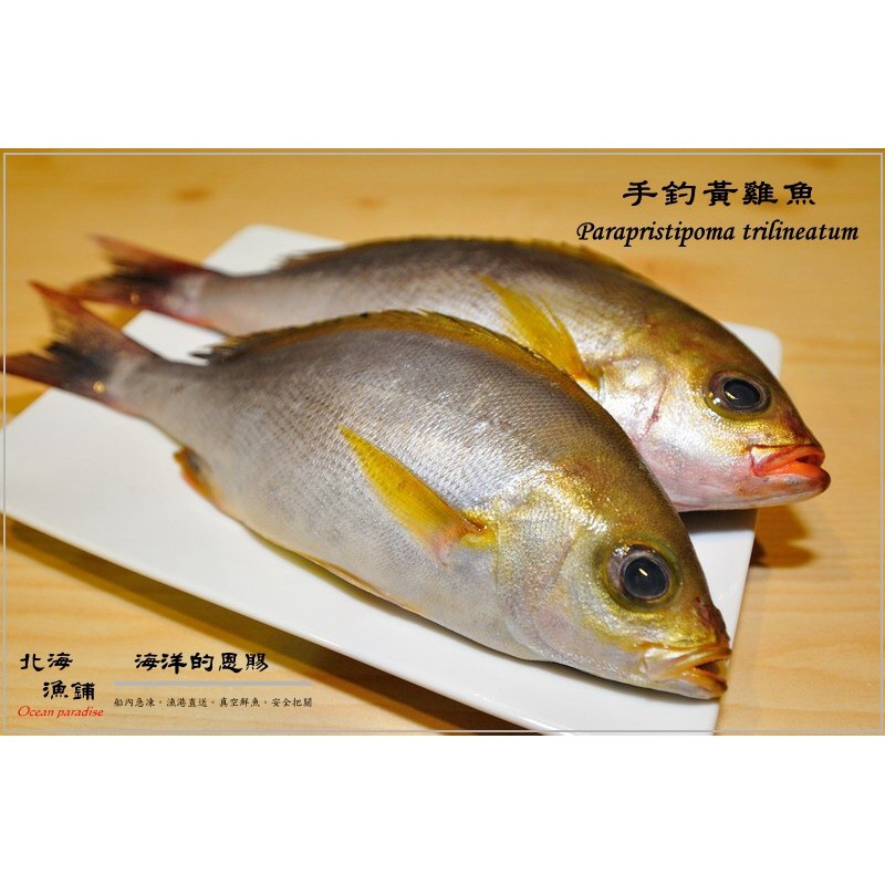 手釣黃雞魚 三隻裝 300 350g 包 北海漁鋪 蝦皮購物