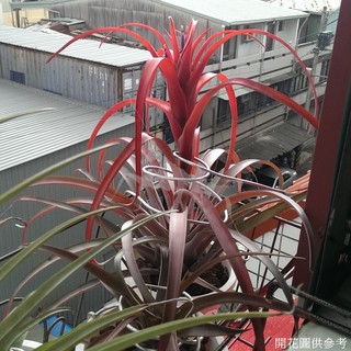 空氣鳳梨 卡比它它古茲曼 Tillandsia capitata Guzmanioides