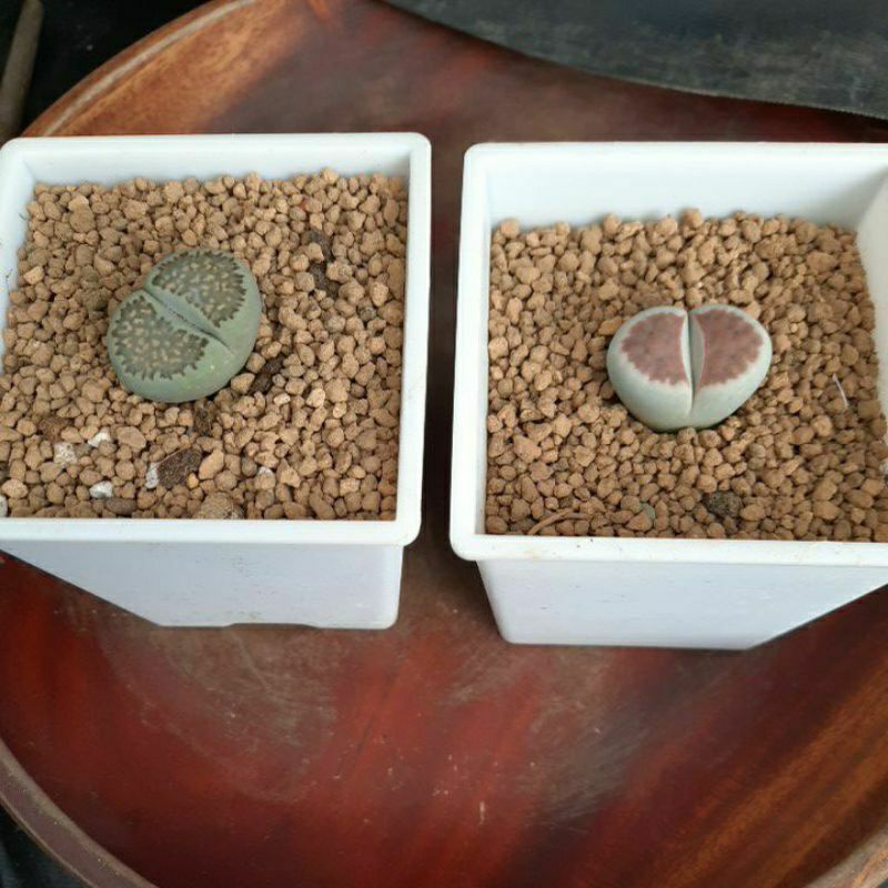 拂雲多肉植物 石頭玉三吋盆可愛的屁屁穩根含盆寄送 蝦皮購物