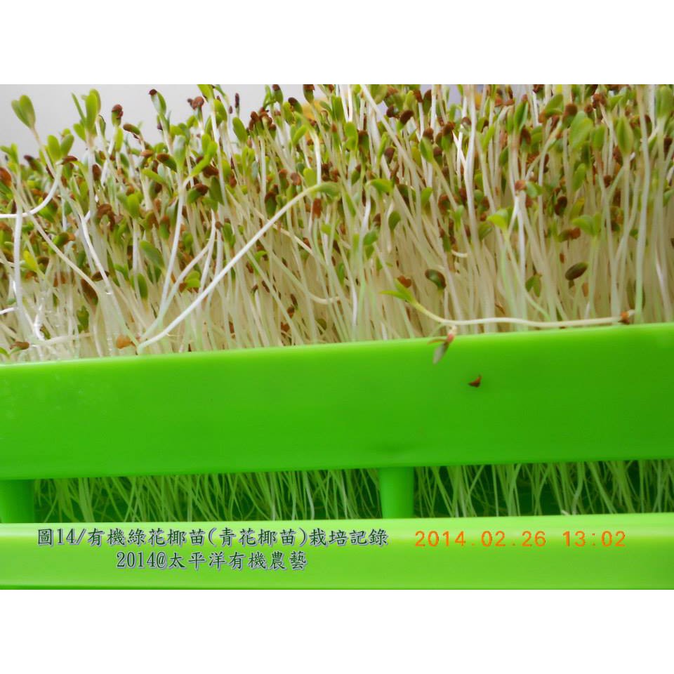 綠花椰種子 青花菜種子 西蘭花 300g 半斤裝紐西蘭活鮮進口可水耕 土耕93 高發芽率 芽菜種子 芽苗菜種子 蝦皮購物