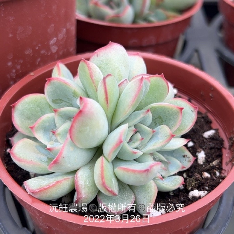 沅鈺農場多肉植物花月夜 露養植物輕微曬傷 蝦皮購物