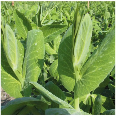 【拈花微笑】豌豆苗｜種子｜10g｜非基因改造種子｜蔬菜｜蔬果｜有機無毒｜高發芽率