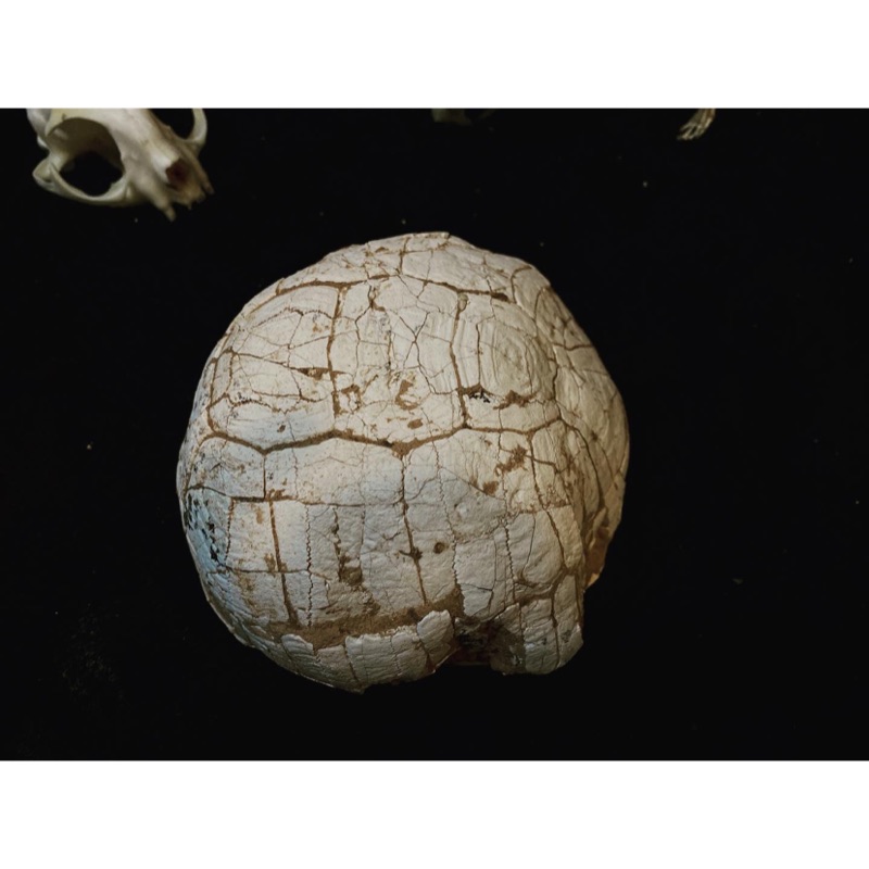 【BoneHolic化石標本-陸龜化石】
