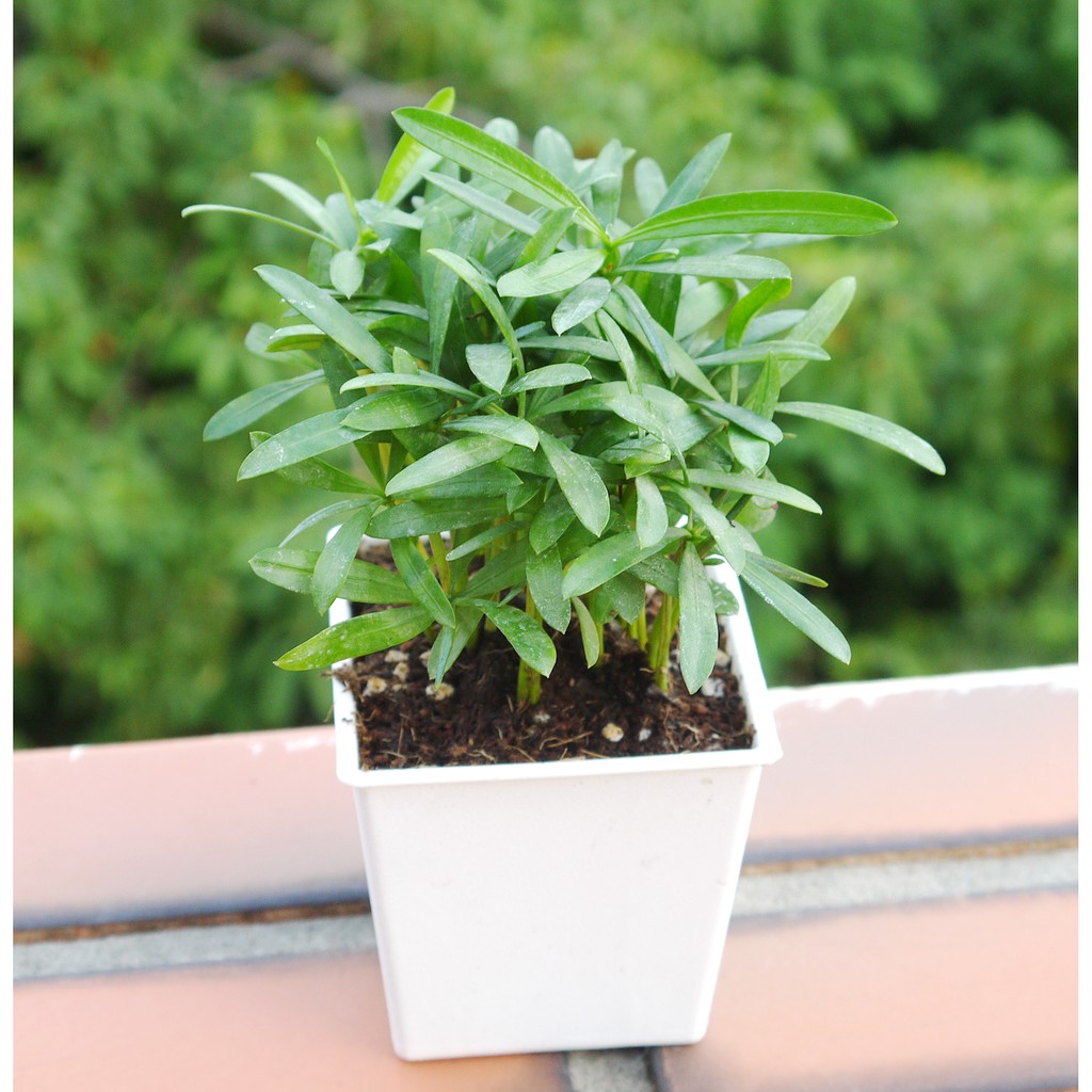 🌿羅漢松🌿 3寸  (室內清淨空氣盆栽) 室內植物【花樣渼栽盆栽生活館🌿】